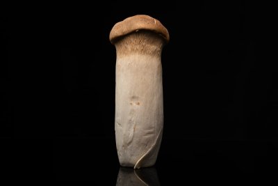 Deze paddenstoel bijt net zo lekker als een steak